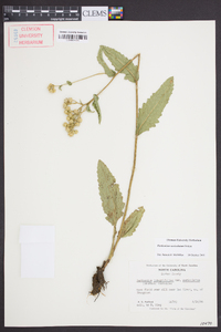 Parthenium auriculatum image