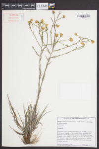 Pityopsis aspera var. adenolepis image