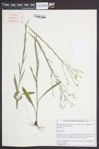 Pityopsis aspera var. adenolepis image