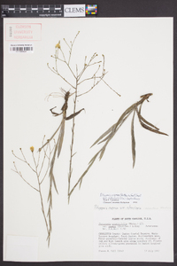 Pityopsis aspera var. adenolepis image