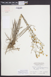 Pityopsis aspera var. adenolepis image