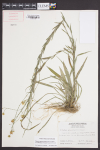 Pityopsis aspera var. adenolepis image