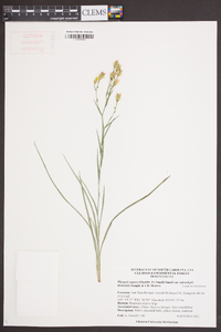 Pityopsis aspera var. adenolepis image