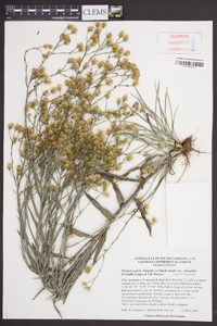 Pityopsis aspera var. adenolepis image