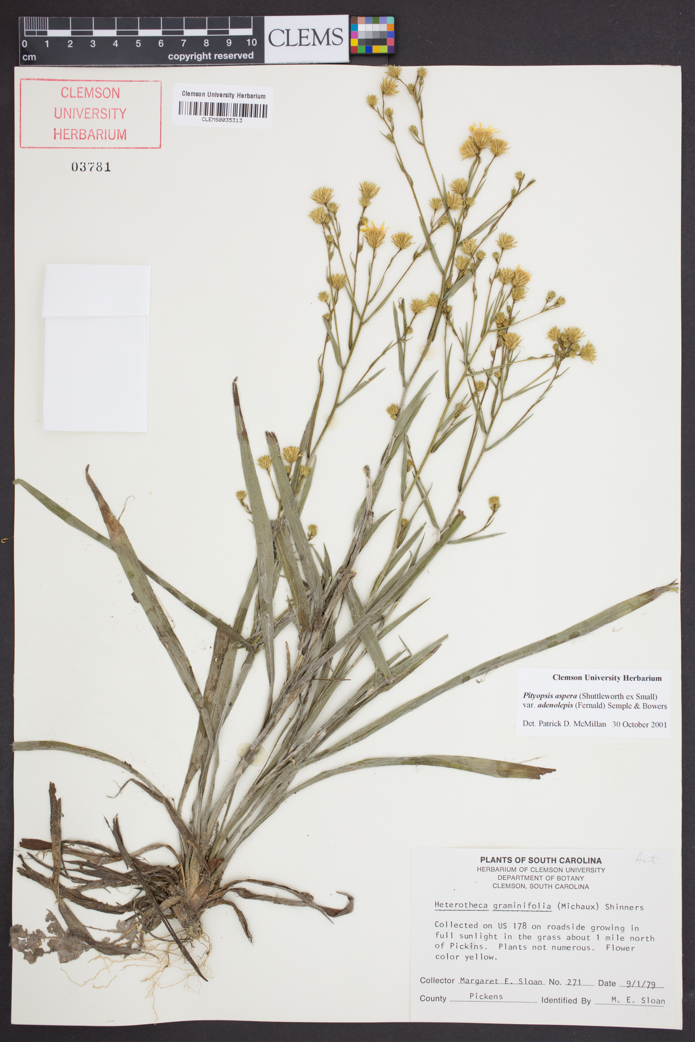 Pityopsis aspera var. adenolepis image