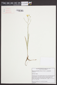 Pityopsis graminifolia var. graminifolia image