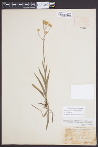 Pityopsis graminifolia image