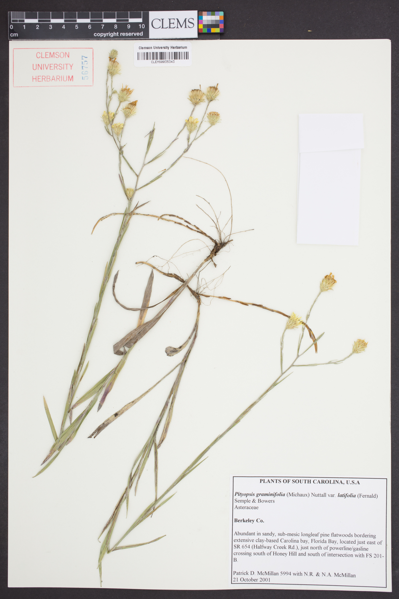 Pityopsis graminifolia var. latifolia image