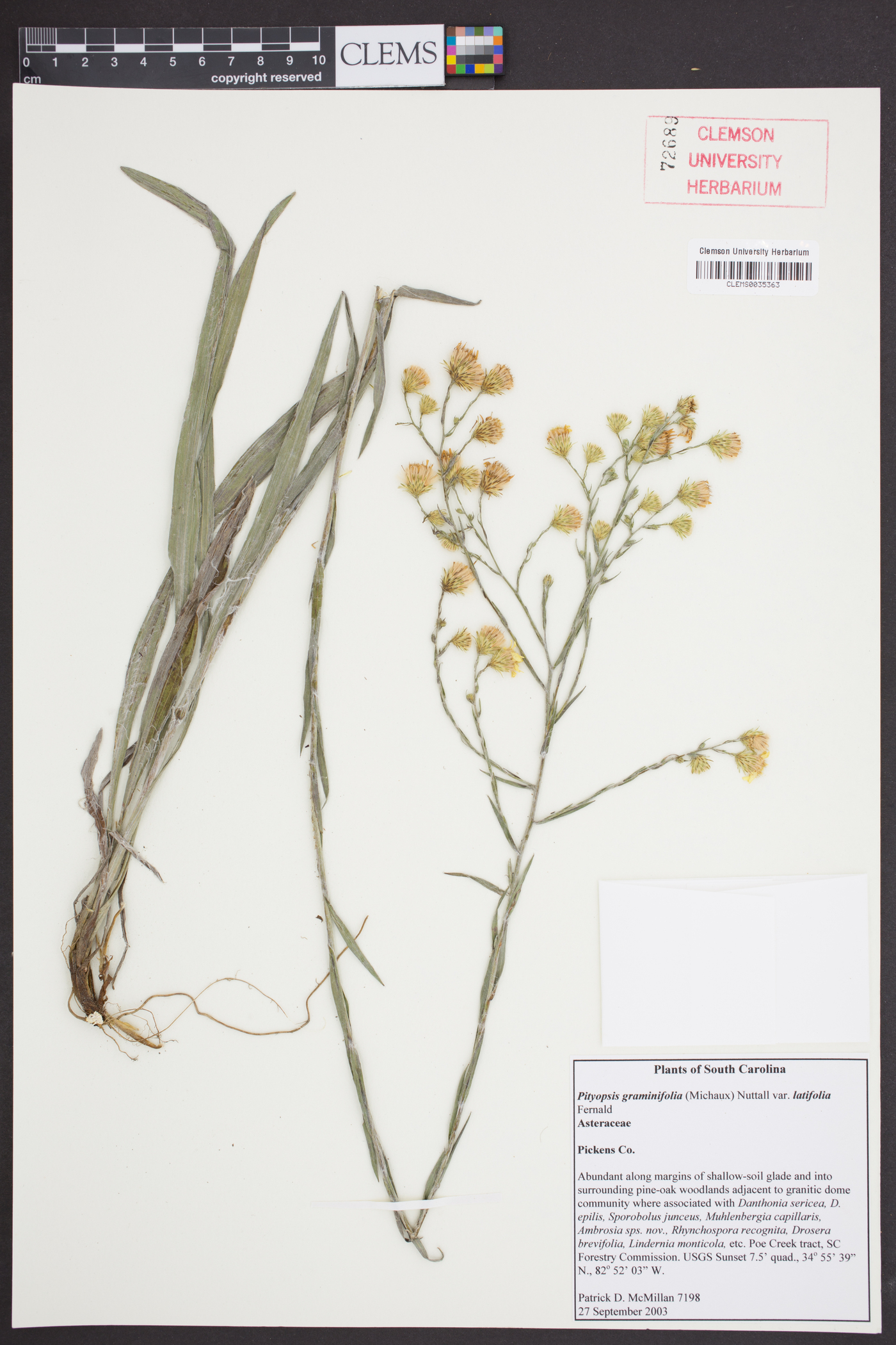 Pityopsis graminifolia var. latifolia image