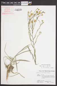 Pityopsis aspera var. adenolepis image