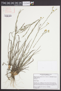 Pityopsis aspera var. adenolepis image