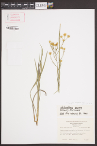 Pityopsis aspera var. adenolepis image