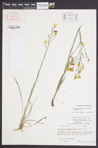 Pityopsis graminifolia var. latifolia image