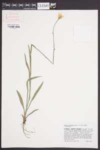 Pityopsis oligantha image