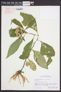 Pluchea camphorata image