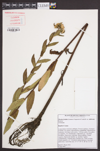 Pluchea foetida var. imbricata image