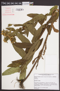 Pluchea foetida var. imbricata image