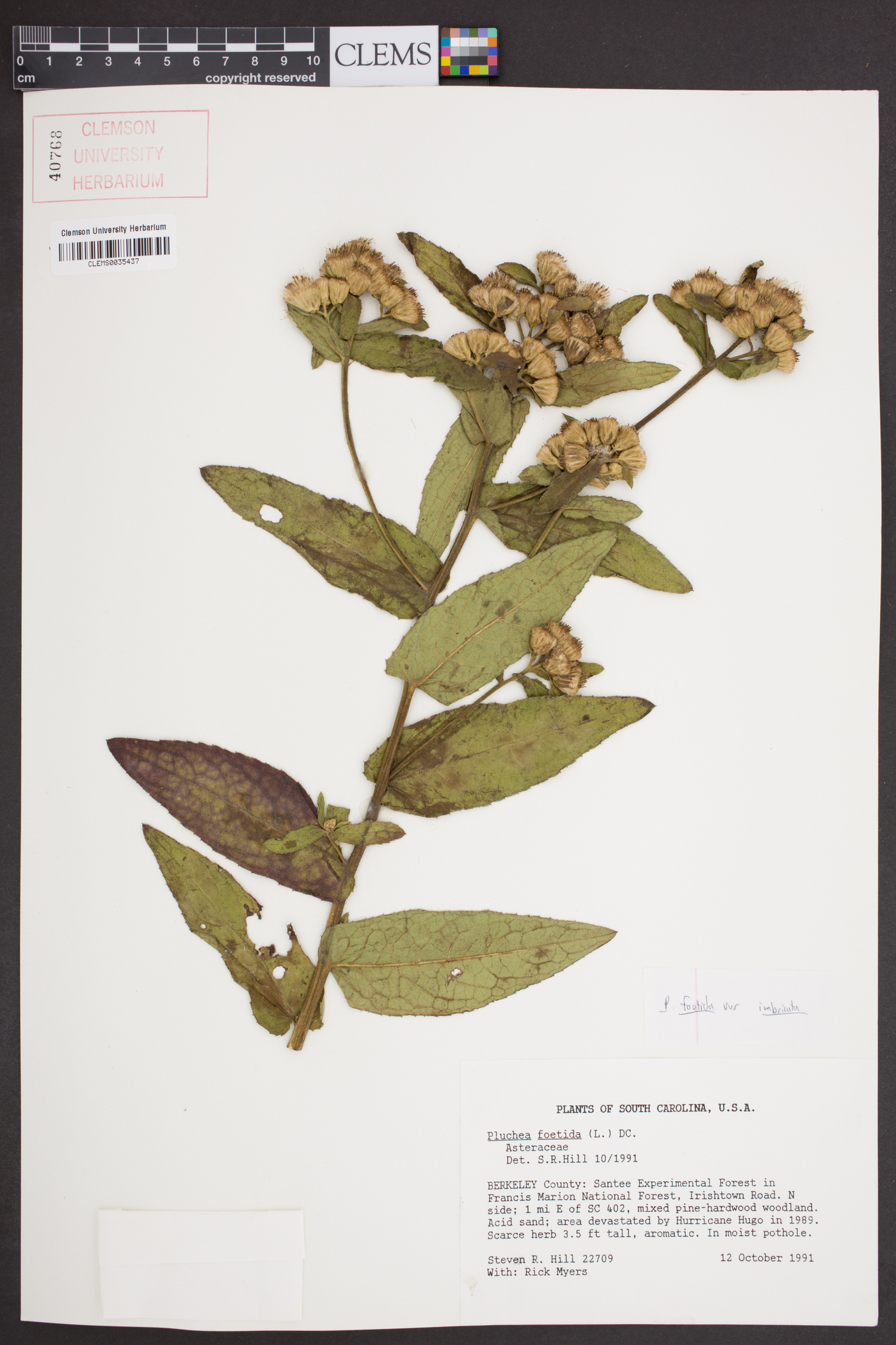 Pluchea foetida var. imbricata image