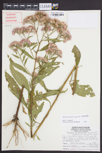 Pluchea odorata var. odorata image