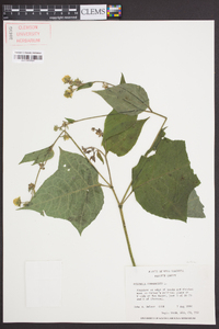 Polymnia canadensis image