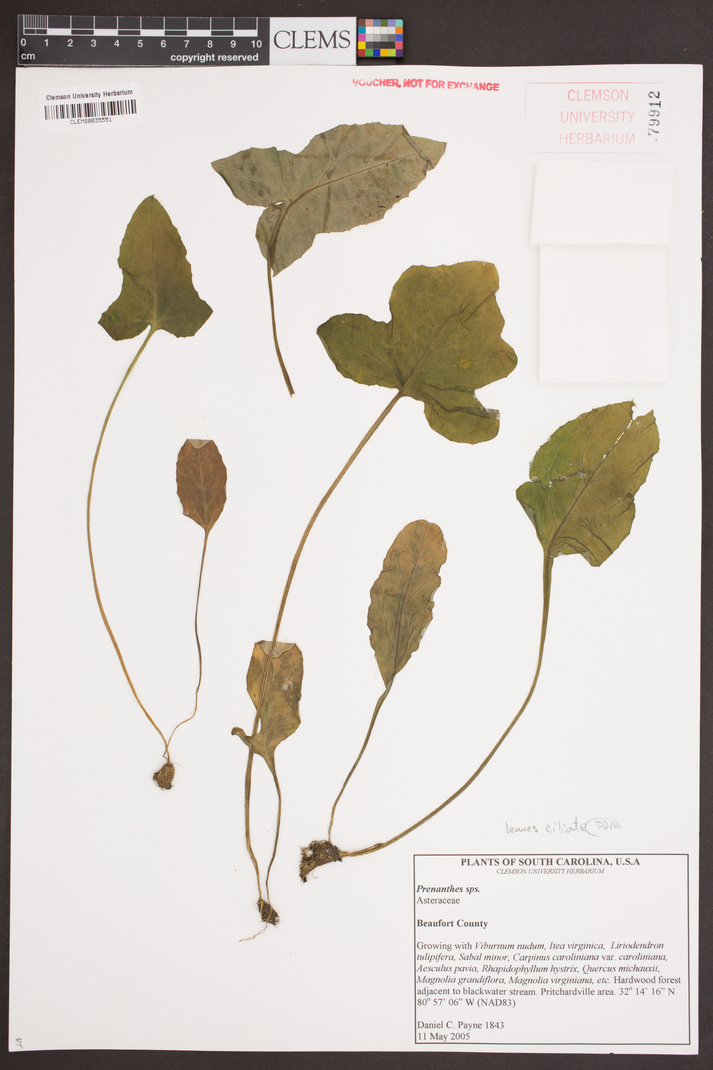 Prenanthes image