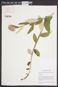 Pterocaulon pycnostachyum image