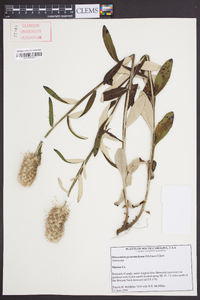 Pterocaulon pycnostachyum image