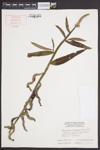 Pterocaulon pycnostachyum image