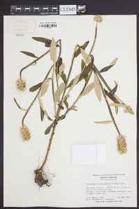 Pterocaulon pycnostachyum image