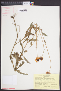 Rudbeckia fulgida image