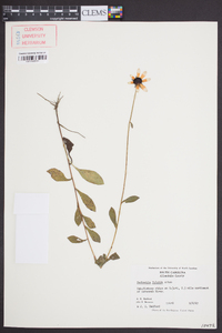 Rudbeckia fulgida image