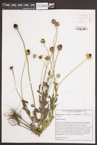 Rudbeckia hirta var. angustifolia image