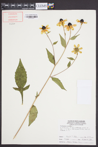 Rudbeckia triloba image