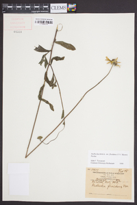 Rudbeckia hirta var. floridana image