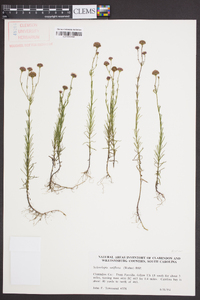 Sclerolepis uniflora image