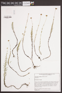 Sclerolepis uniflora image