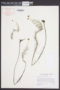 Sclerolepis uniflora image