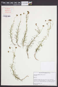 Sclerolepis uniflora image