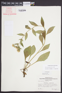 Sericocarpus asteroides image