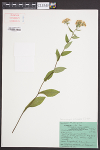 Sericocarpus asteroides image