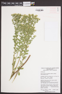 Sericocarpus tortifolius image