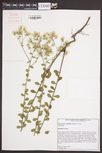 Sericocarpus tortifolius image