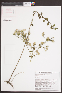 Sericocarpus tortifolius image