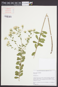 Sericocarpus tortifolius image