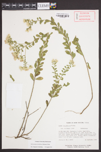 Sericocarpus tortifolius image