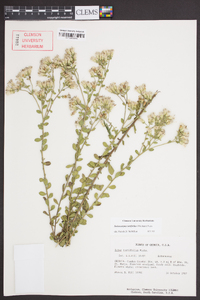 Sericocarpus tortifolius image