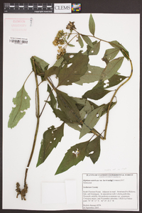 Silphium asteriscus image