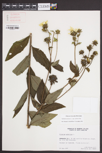 Silphium asteriscus image