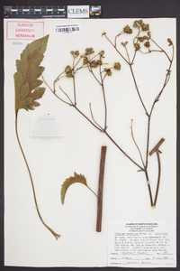 Silphium compositum image