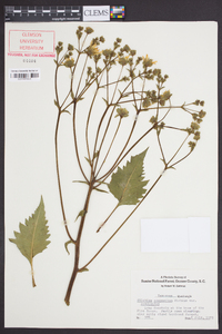 Silphium compositum image